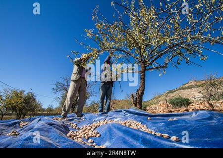 Farmers Actively Harvesting Almonds from an Almond Tree Stock Photo