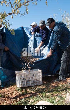Agriculturist Plucking Almonds from an Almond Tree Stock Photo