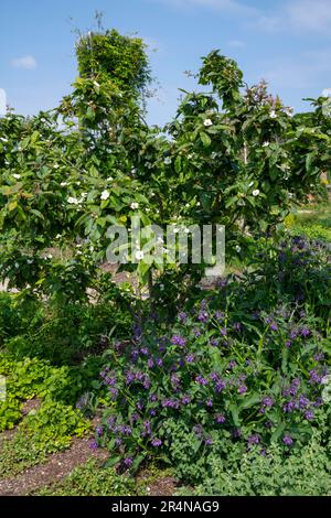 Common Medlar (Mespilus Germanica) with purple Comfrey planted beneath at RHS Bridgewater, Worsley Greater Manchester, England. Stock Photo