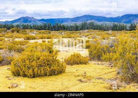 Low evergreen shrub Bog Pines (Halocarpus bidwillii), endemic to New Zealand and moss carpet at the Wilderness Scientific Reserve, South Island of New Stock Photo