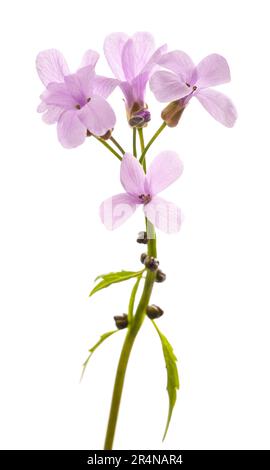 Coralroot bittercress flowers isolated on white background Stock Photo