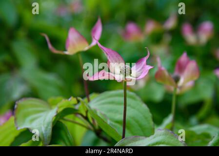 Flowering dogwood flowers  on green blurred background Stock Photo