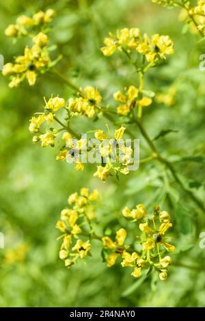 Herb of Grace flowers in a garden Stock Photo