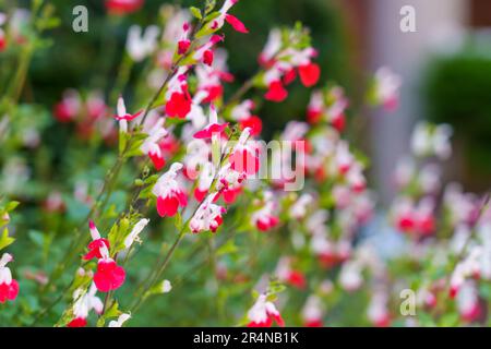 Salvia microphylla or Hot lips flowers in a field. Graham sage ornamental plant in bloom Stock Photo