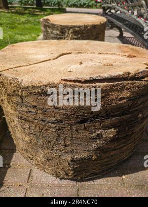 Palm trees attacked by the plague of red palm weevil. View of felled logs in a public park Stock Photo