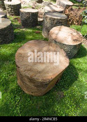 Palm trees attacked by the plague of red palm weevil. View of felled logs in a public park Stock Photo