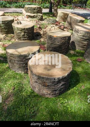 Palm trees attacked by the plague of red palm weevil. View of felled logs in a public park Stock Photo