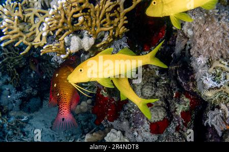 Yellowsaddle Goatfish (Parupeneus cyclostomus) in the Red Sea, Egypt Stock Photo