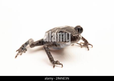 Hasselt's toad, Java spadefoot toad, Hasselt's litter frog, Leptobrachium hasseltii isolated on white background Stock Photo