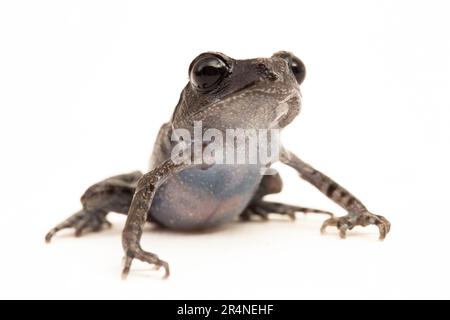 Hasselt's toad, Java spadefoot toad, Hasselt's litter frog ...