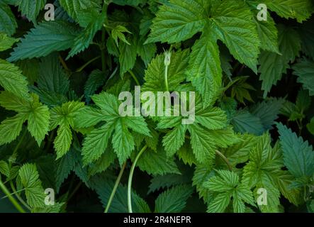 Closeup oof Green Hop leaves pattern background, natural background and wallpaper. A wall of wild hop leaves background. Beer background Stock Photo