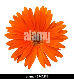 Single orange Gerbera flower isolated on white background. Object with clipping mask. Design element. Stock Photo