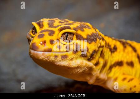 Portrait of a leopard gecko, close up of the head of a leopard gecko Stock Photo