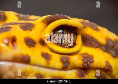 Portrait of a leopard gecko, close up of the head of a leopard gecko Stock Photo