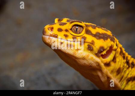 Portrait of a leopard gecko, close up of the head of a leopard gecko Stock Photo