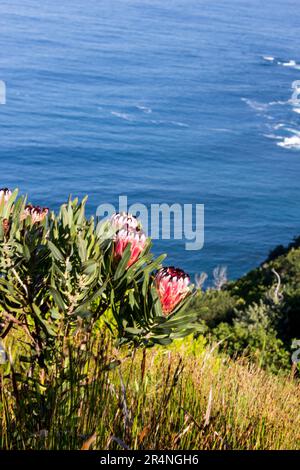 The large pink flowers of the Oleander Leaf Protea, Protea Neriifolia, with the bright blue waters of the  Ocean in the Background Stock Photo