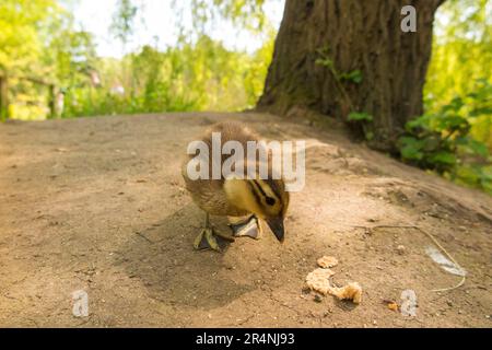 A young duckling and a piece of bread fed to it by a child. Some theories suggest that a diet high in bread can cause Angel Wing syndrome in ducks. (134) Stock Photo