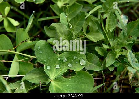 A group of leaves of Pamplina de agua with raindrops. macro and detail photography, greenery, branches, water drops, Stock Photo