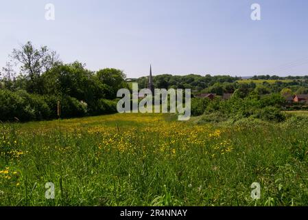 View over buttercup field towards St Peter's Church Peterchurch Herefordshire England UK on a lovely May Day Stock Photo