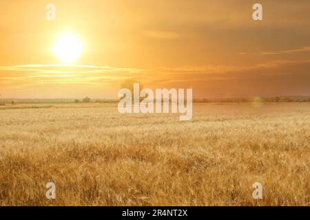 Wheat field, ears of golden wheat. Beautiful rural scenery under shining sunlight. Background of ripening ears of meadow wheat field. Stock Photo