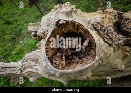Dead hollow tree, view to a hole from lost bough in old, dry, barkless dead tree in the forest. Stock Photo