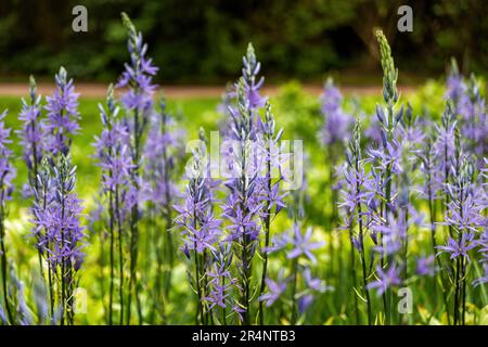 Camassia leichtlinii blooming flowers - the great camas or large camas, plants in the family Asparagaceae, herbaceous perennial native to western Nort Stock Photo
