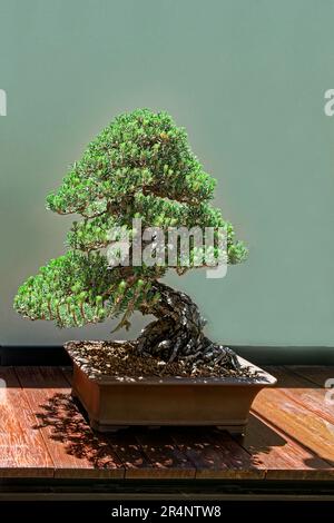 Japanese Black Pine,Pinus thumbergu, bonsai, training, skill, dwarf tree, derived from ancient Chinese practice, Zen Buddhist, peace, tranquility, Stock Photo