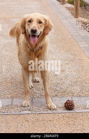 Dog, golden retriever standing on a dirt road, with a pineapple next to him that he was playing with while running. Stock Photo