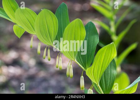 Polygonatum multiflorum, Solomon's seal white forest flowers closeup selective focus Stock Photo