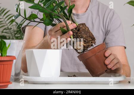 Zamioculcas Presazovani () Zamioculcas Presazovani