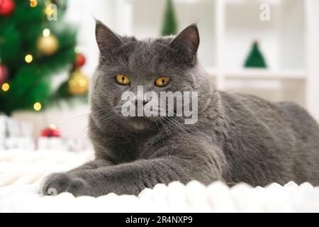 Grey cat chartreuse plays and hunts near the Christmas tree in anticipation of the holiday. New Year and Christmas. Pets. Christmas cat. Stock Photo