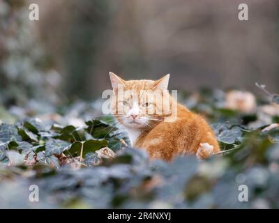 Red and white cat sits in ivy. Looking back in to camera Stock Photo
