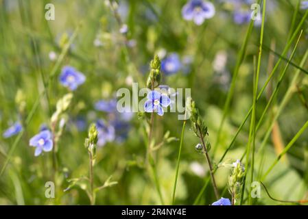 Veronica chamaedrys,  germander speedwell blue meadow flowers closeup selective focus Stock Photo
