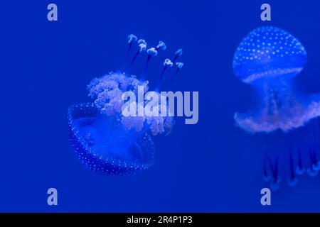 Floating bell / Australian spotted jellyfish / brown jellyfish / white-spotted jellyfish (Phyllorhiza punctata) swimming underwater, western Pacific Stock Photo