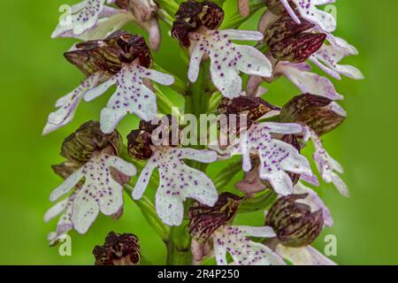Lady orchid ( Orchis purpurea / Orchis fuscata) in flower in spring Stock Photo