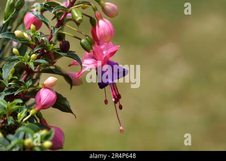 Close up of red purple flower of a Fuchsia. Willowherb family, Evening Primrose family (Onagraceae). Spring. Faded Dutch garden. Stock Photo