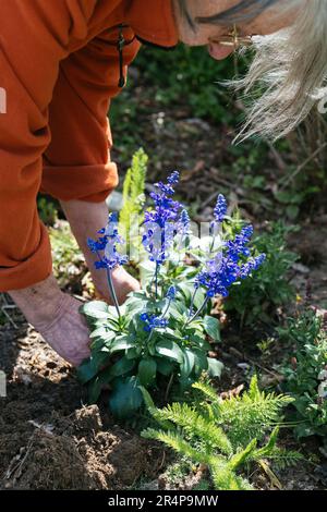 Woman planting  salvia farinacea in a cottage garden. Stock Photo
