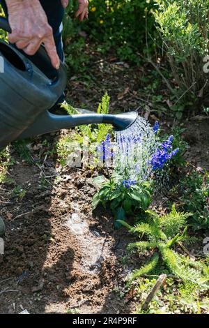 Woman watering a  salvia farinacea plant in a cottage garden. Stock Photo