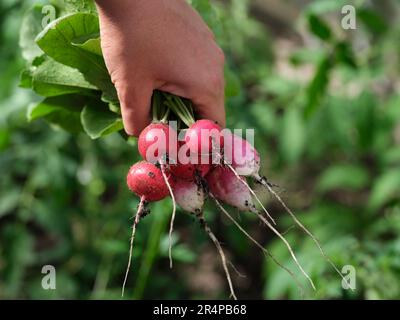 A woman holding freshly harvested radishes in her hand. Close up. Stock Photo