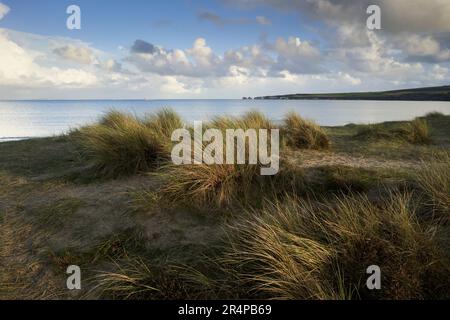 Studland Heath and Studland Bay, Isle of Purbeck, Dorset, UK Stock Photo