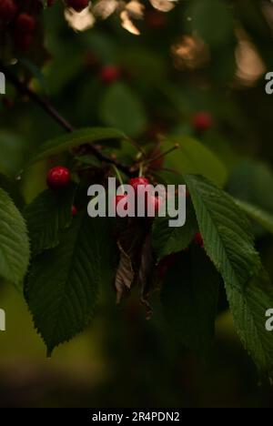 Red cherries with raindrops on cherry tree in the garden Stock Photo