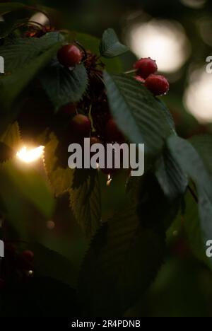 Red cherries with raindrops on cherry tree in sunlight Stock Photo