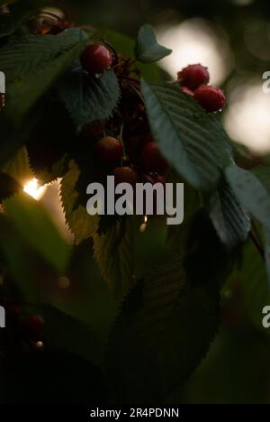 View on red cherries with raindrops on cherry tree in the garden in sunlight Stock Photo