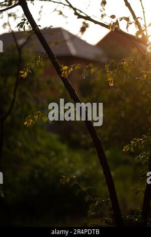 View of a tree with leaves in sunlight Stock Photo