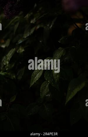 View of raindrops on green plant in the garden Stock Photo