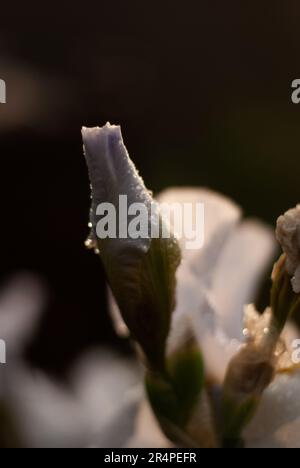 View on white iris flower with raindrops on petals in sunlight Stock Photo