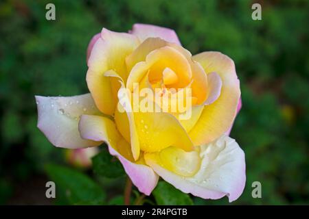 Single large yellow rose, with hints of pink on the outside petals, on a blurred green background -25 Stock Photo