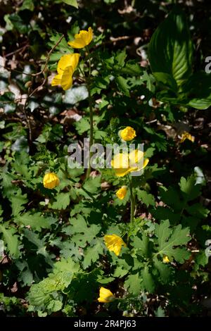 A woodland poppy (Stylophorum diphyllum), aka Celandine popy and wood poppy, growing in Virginia, USA Stock Photo