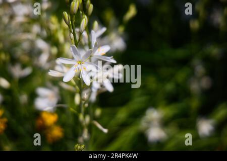 St.bernards lily in the meadow Stock Photo