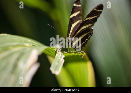 Zebra longwing on a leaf Stock Photo
